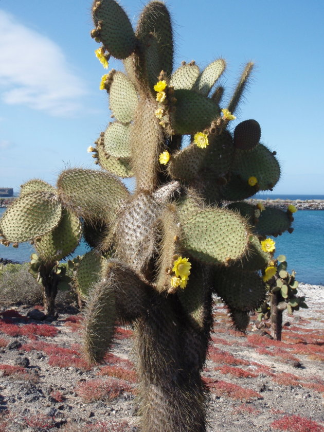 bloeiende cactus