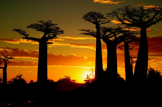 De Baobablaan 