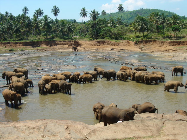 olifanten weeshuis