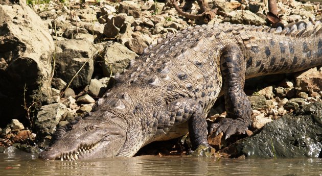 krokodil gaat dreigend te water