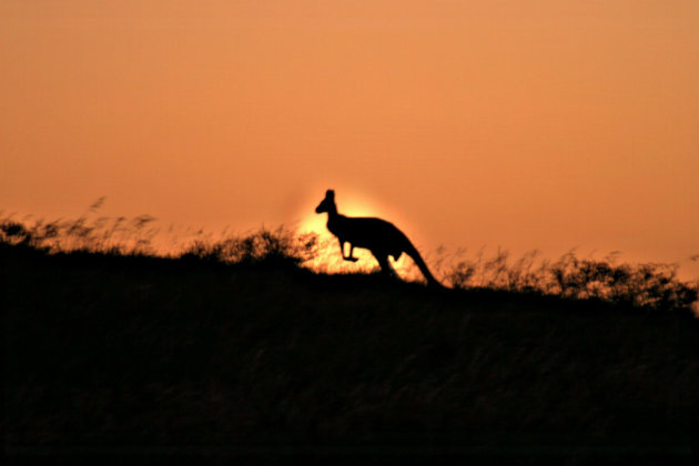 ondergaande zon/ kangoeroe