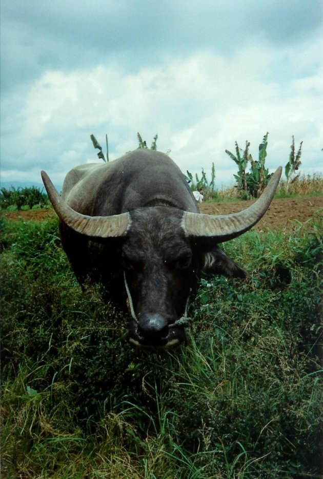 1997: Sumatra, Brastagi: een karbouw (buffel).