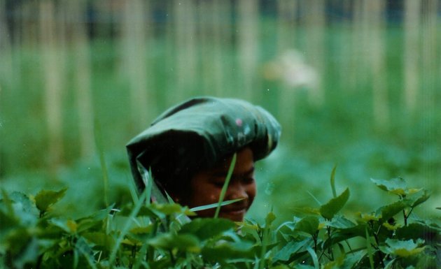 1997: Sumatra: theeplukster.