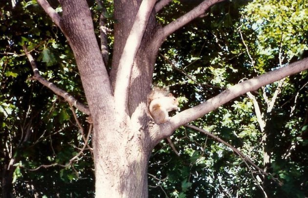 1990 Montreal, Mont Royal: eekhoorn.