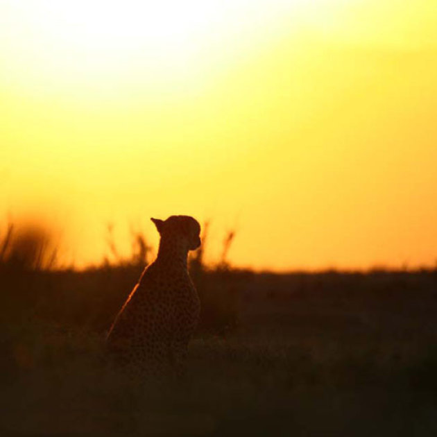 cheetah met ondergaande zon