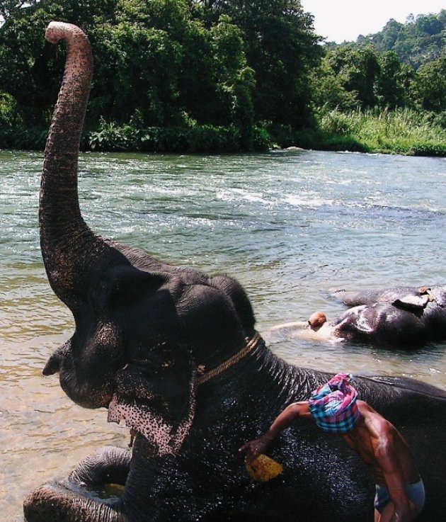 Het wassen van een olifant