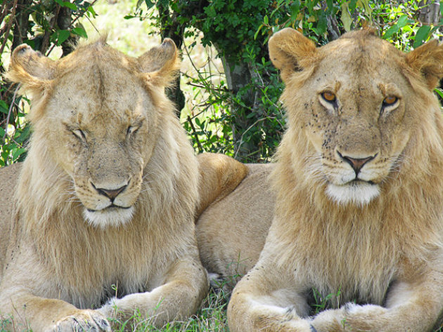 Lion Twins