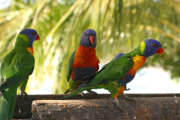 Rainbow papagaai