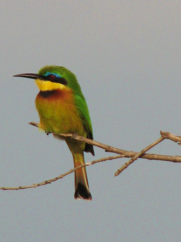 Bee- eater