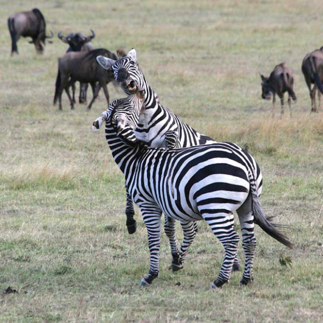 haantjes gedrag bij zebra's