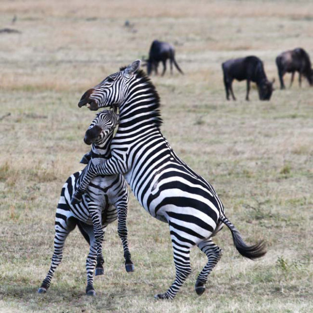 haantjes gedrag bij zebra's 2