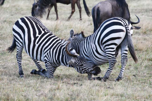 haantjes gedrag bij zebra's 3