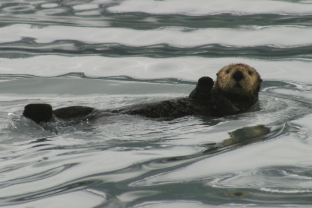 zee otter
