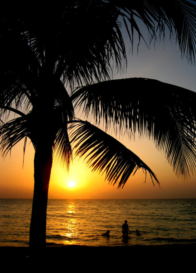 Palm Sunset