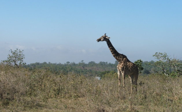 eenzame giraf
