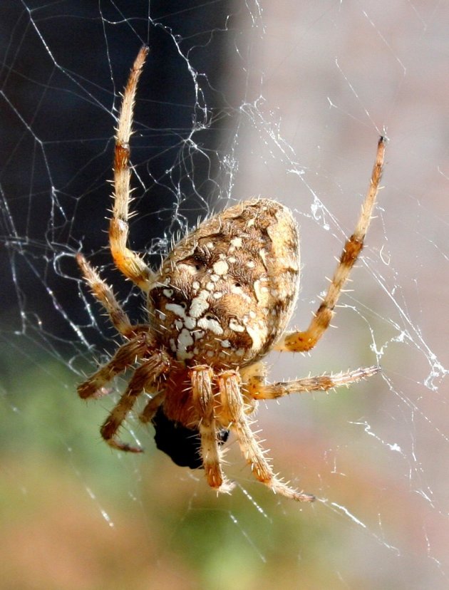 Dikke spin in een web