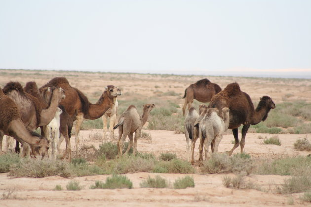 kudde kamelen 