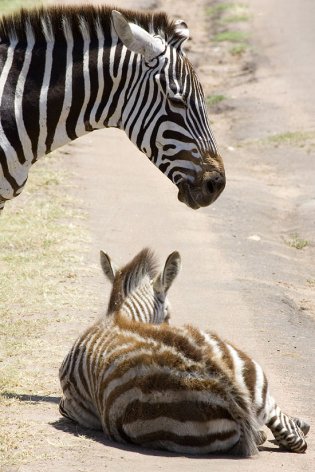 zebra met jong