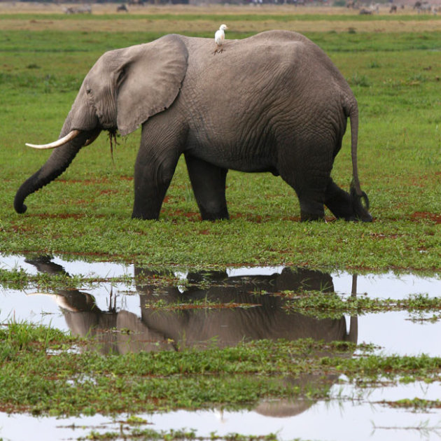 olifant in moeras