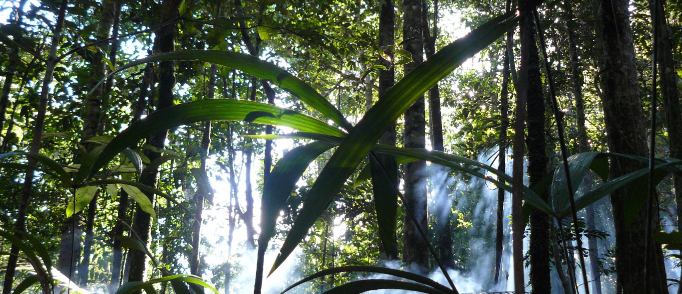 Amazone oerwoud image