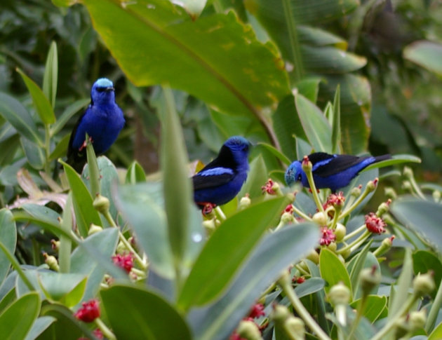 Blauwe vogels