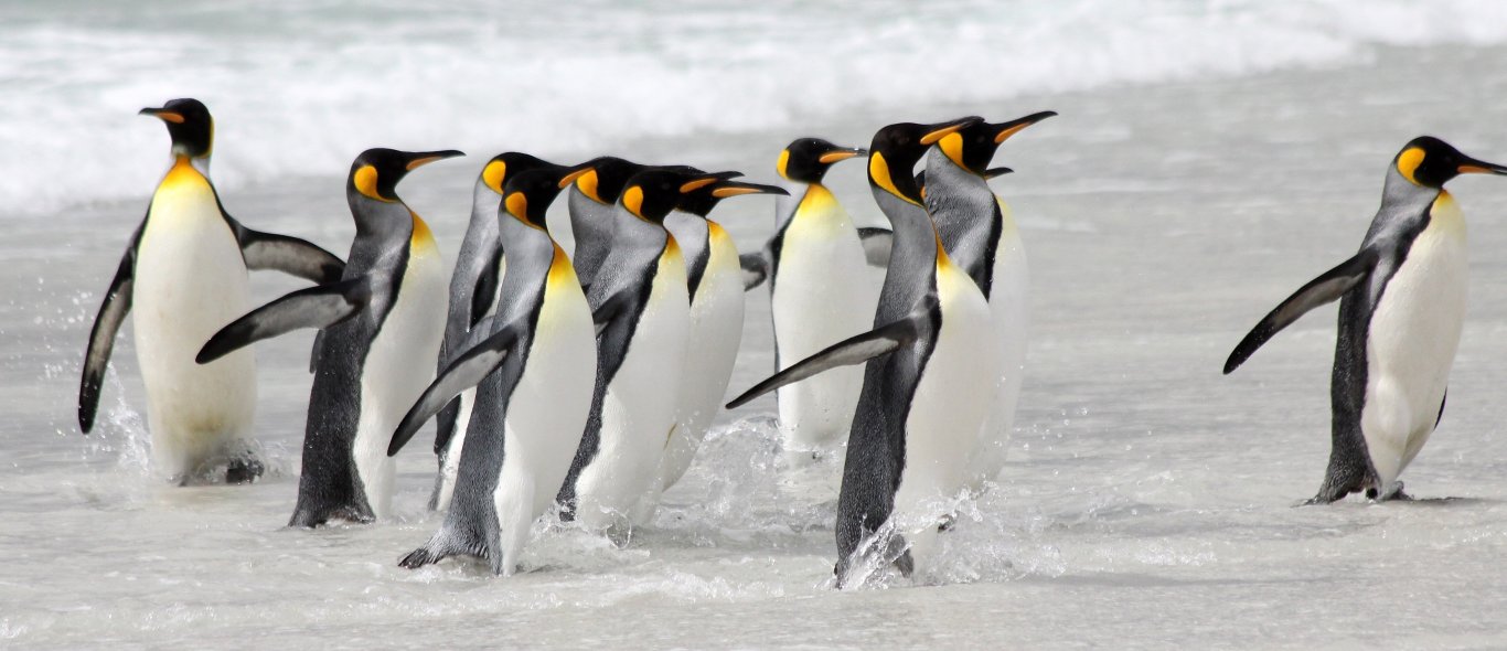 Falkland eilanden image