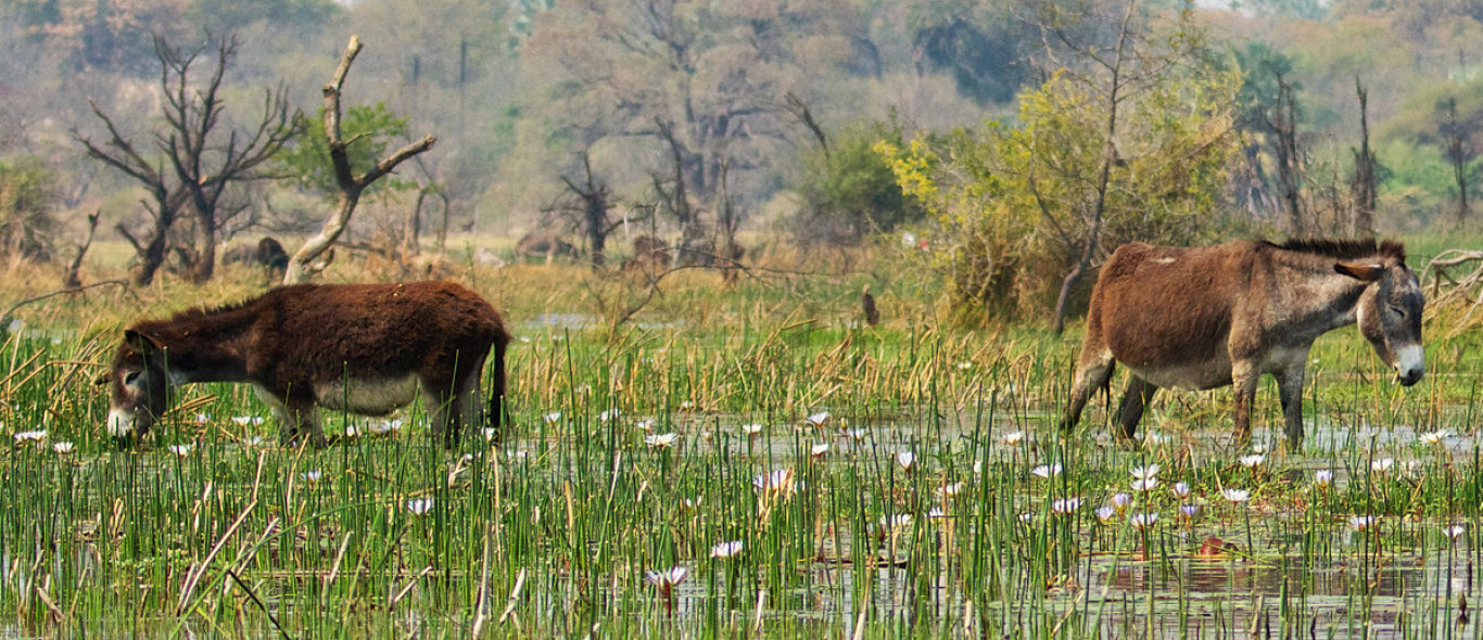Okavangodelta image