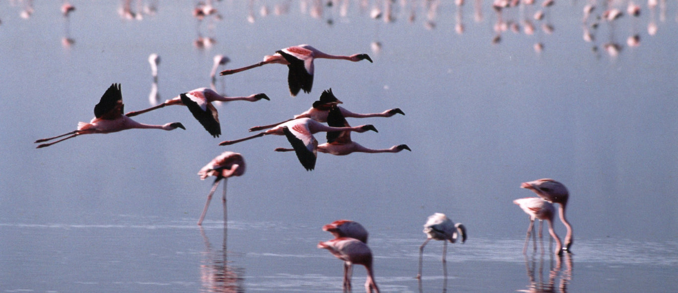 Lake Turkana image
