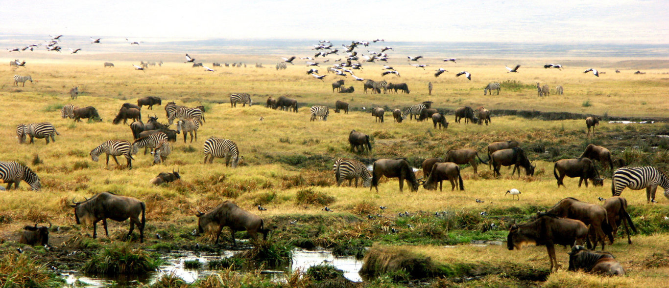 Ngorongoro krater image