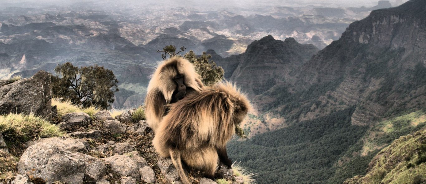 Simien NP image