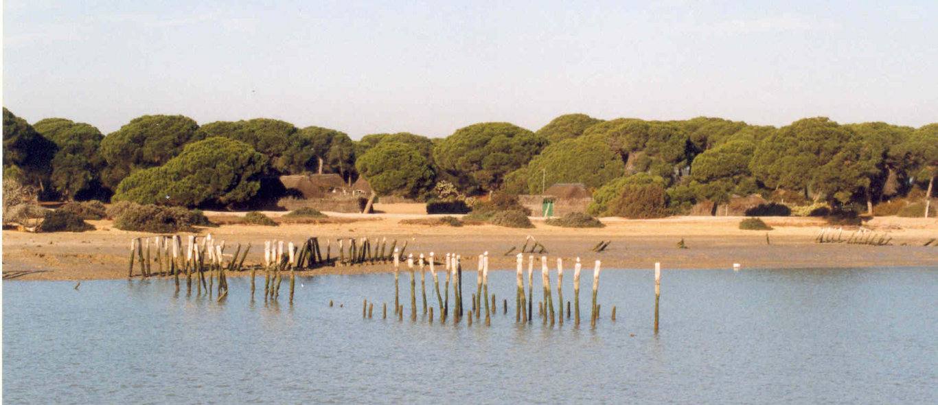 Doñana NP image
