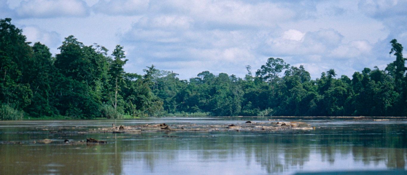 Sungai Kinabatangan image