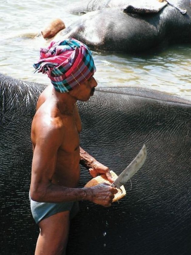 Een olifant wordt met een kokosnoot gewassen
