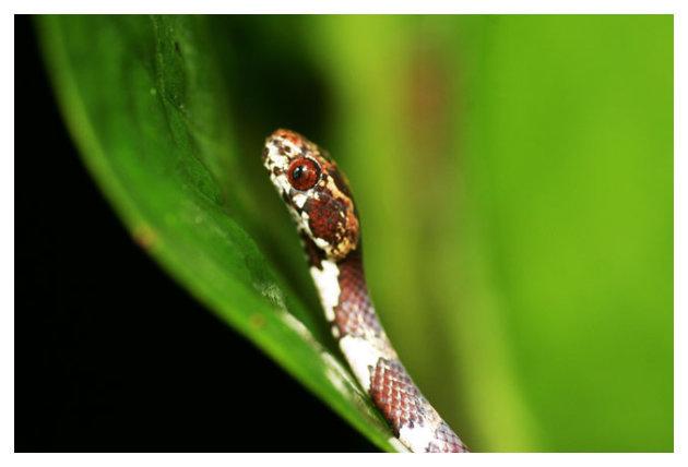mini slang op blad