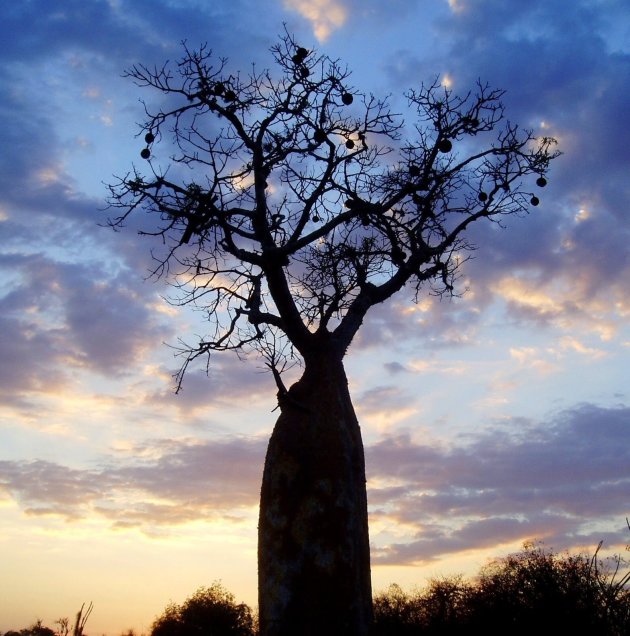 baobab 