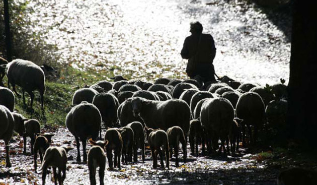 herder met schapen