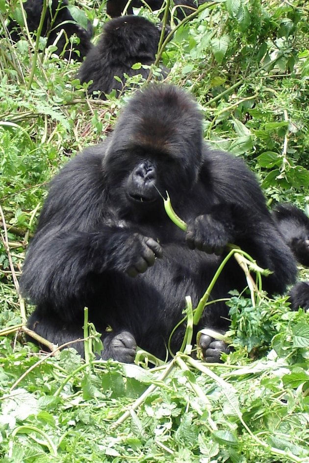 Gorilla knabbelend aan selderiestengel