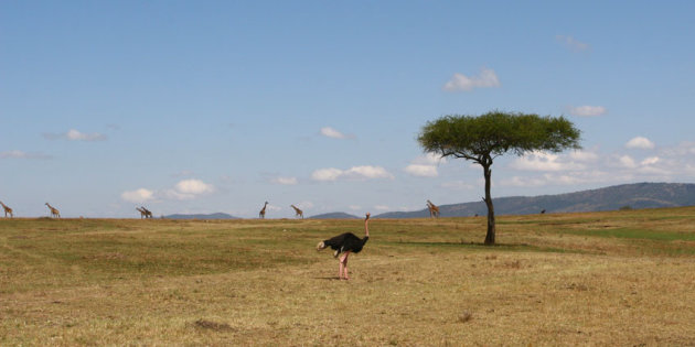 struisvogel en giraffen (groot bekijken)