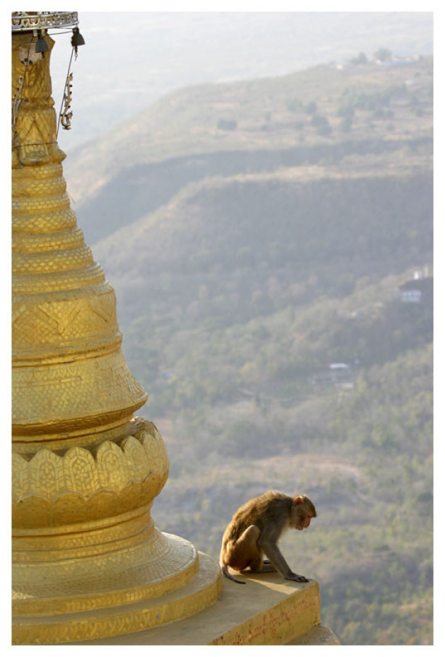aap op tempel