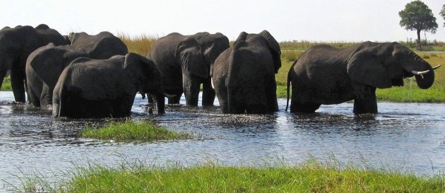 olifantenfamilie