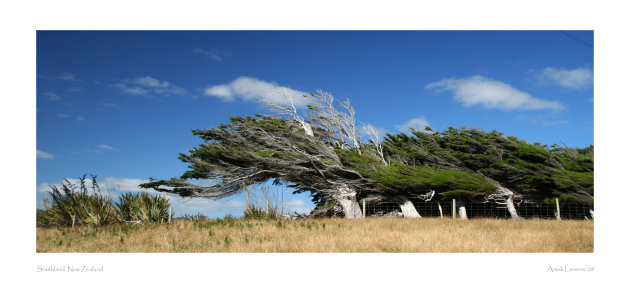 Windswept trees