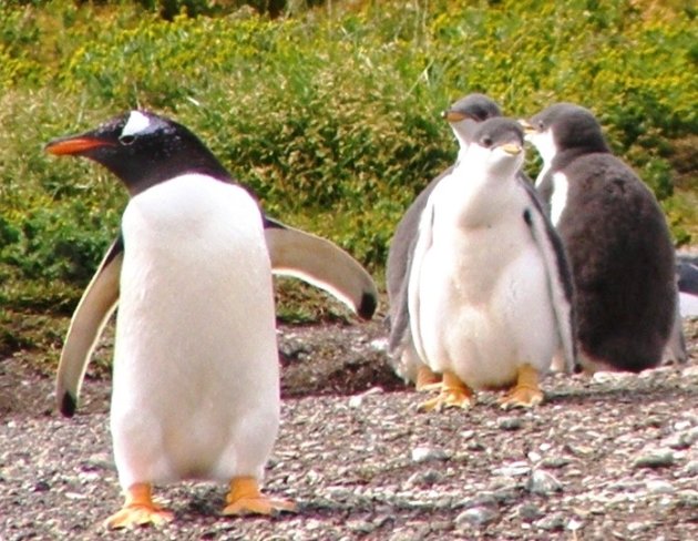 Vuurland-pinguins