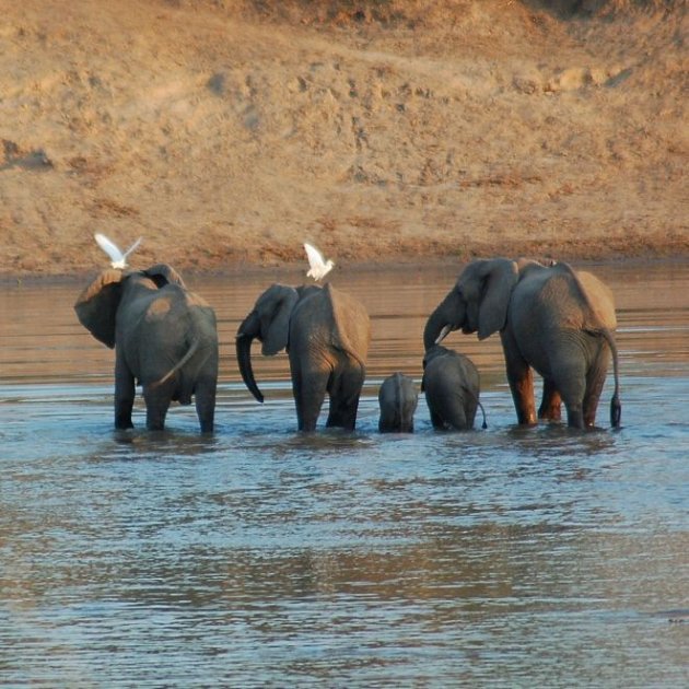 Olifantjes in de rivier Luangwa 