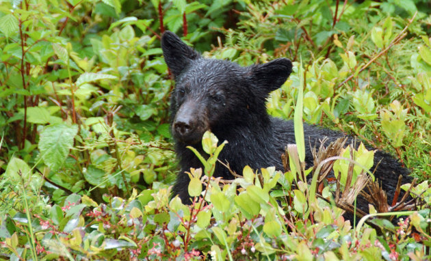 Jonge zwarte beer in Pacific Rim National Park