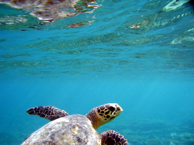 Zwemmen met een schildpad