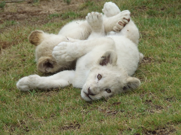young cubs