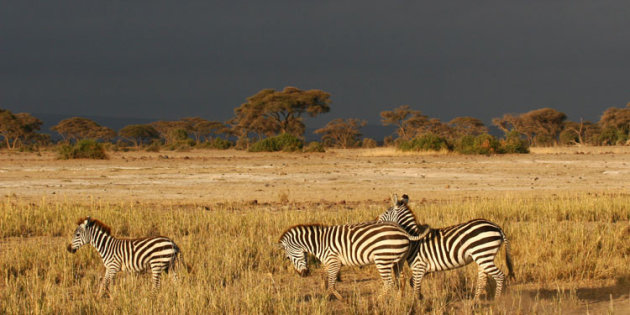 onweer achter zebra's