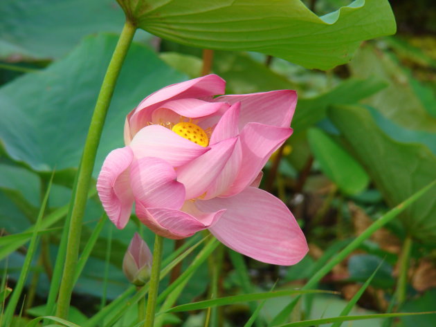 Lotusbloem