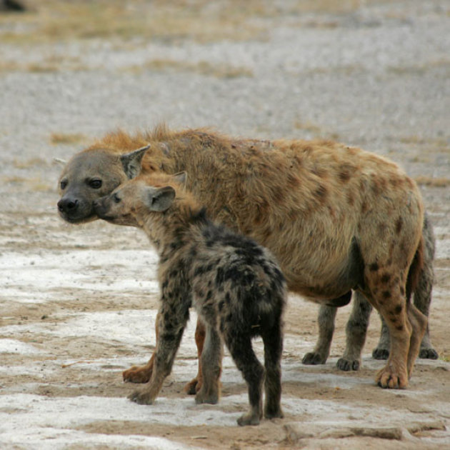 hyena met kleintje