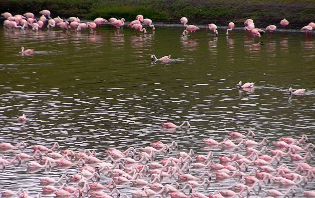 flamingo's Arusha NP